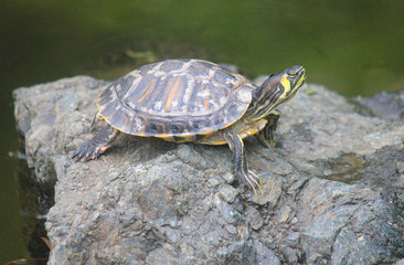 turtle in the lake on the stone