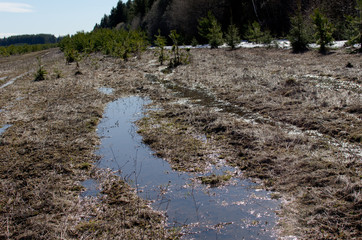 melt water, last spring nature