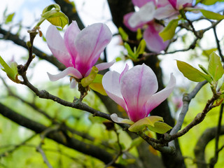 magnolia tree with flower close up macro