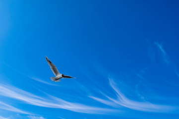 Seagull flying in the blue sky with white feathery clouds. Cirrus clouds