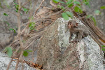  Baby monkey sitting on a rock in a natural forest