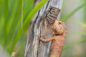 Oriental garden lizard,Agamidae, The East Garden Lizard is on the branch carefully.