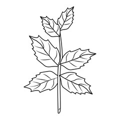 Spinach herbal leaves cartoon in black and white