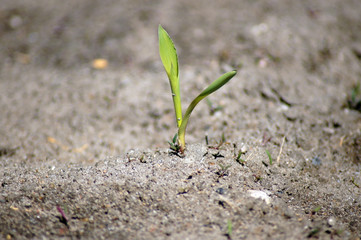 Junger Mais auf dem Acker