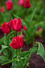 Tulips in the flower garden.