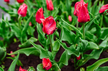 Tulips in the flower garden.