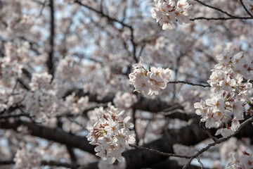 Cherry blossom