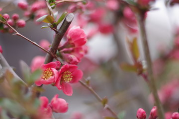 Plum blossom, Red, in the garden