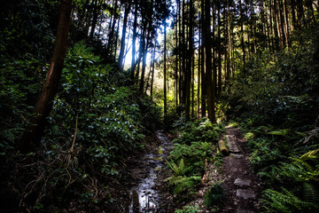 Obraz premium Forest