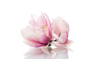 Fototapeta na wymiar spring beautiful blooming magnolia on a white