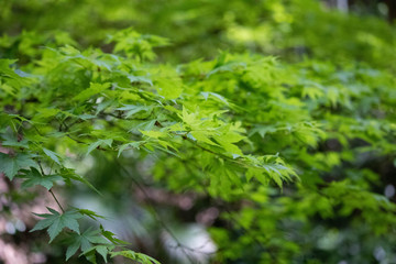 Maple tree
