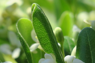 beautiful little white flowers close up