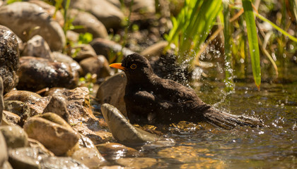 Amsel putzt sich am Wasser