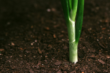 Spring onion or scallion in vegetable garden