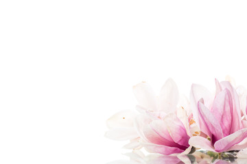 Obraz na płótnie Canvas spring beautiful blooming magnolia on a white