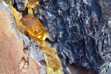 Resin on a pine trunk