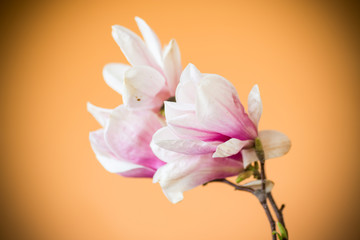 Obraz na płótnie Canvas spring beautiful blooming magnolia on a orange