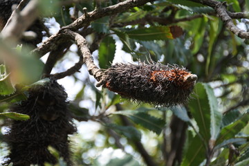 Blüte einer Banksia in den Blue Mountains in Australien