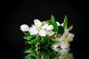 Branch with apple trees flowers on a dark background