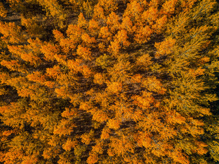 Aerial view of beautiful forest in autumn