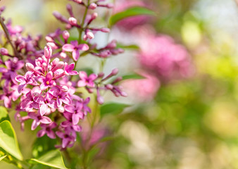 Fototapeta na wymiar purple lilac bush blooming in May day with beautiful bokeh and copyspace