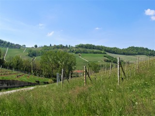 Fototapeta na wymiar Weinanbau im Piemont