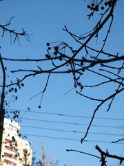 arbre, ciel, branchages, nature, bleu