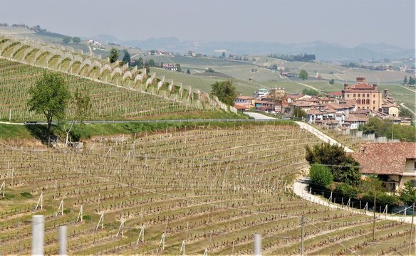 Weinanbau m Piemont