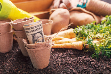 Making profit from organic parsley farming