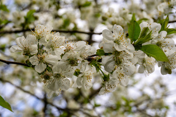 Branches with white blooming sakura petals on a blurred background of flowers of cherry and blue cloudless sky. Close-up. Selective focus. Nature concept for design.