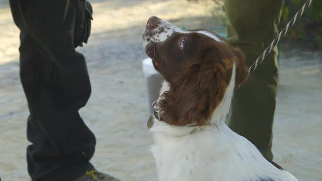 Leashed French Spaniel Dog. Handheld