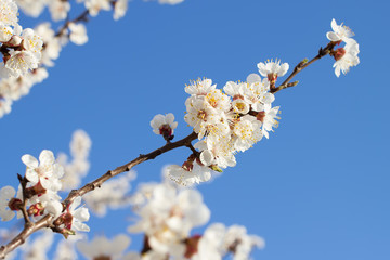 Apricot tree flowers. Spring white flowers on a tree branch. Apricot tree in bloom. Spring, seasons, time of year. White flowers of apricot tree against the background of the rays of the dawn sun.