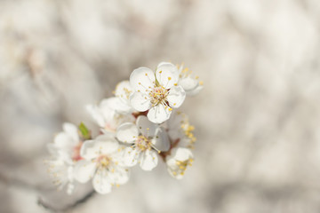 Apricot tree flowers. Spring white flowers on a tree branch. Apricot tree in bloom. Spring, seasons, time of year. White flowers of apricot tree against the background of the rays of the dawn sun.
