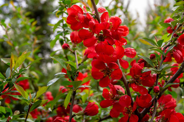 Obraz premium Close-up of blossoming Japanese quince branch or chaonomeles japonica. Lots of big red flowers on blurred green garden background. Spring sunny day. Selective focus. Nature concept for design.