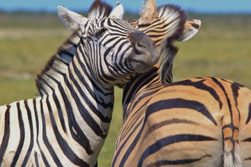 Zebra - Iconic Stripes from Africa - Wildlife Wonders