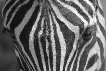 Fototapeta na wymiar Zebra - Iconic Stripes from Africa - Wildlife Wonders