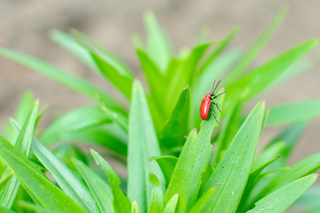 the red bug climbed to the top of the plant in the spring, during the breeding season to search for the female