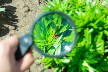 watch through a magnifying glass for two mating bugs sitting on a plant in the garden