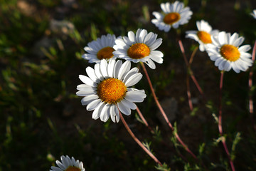 daisy flowers growing in nature, daisy flowers in medicine,