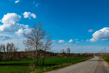 poplar tree grown in the continental climate, to bloom in spring,