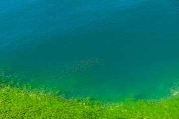 a flock of fish in beautiful greenish-blue water with a stony silt covered rocky shore