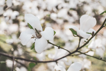 Beautiful Magnolia Flowers Blossom on Magnolia Tree in Garden, Spring Time, Toned Photo 