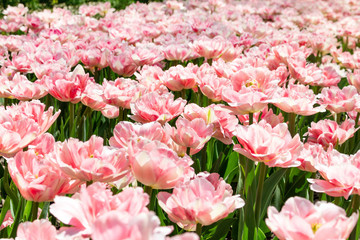 Picturesque pink coral tulips fresh flowers at a blurry soft focus background close up bokeh