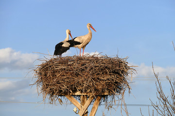 stork nest, stork nest on the pole and two storks, two storks, male and female, in storks nest