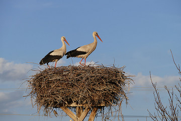 stork nest, stork nest on the pole and two storks, two storks, male and female, in storks nest