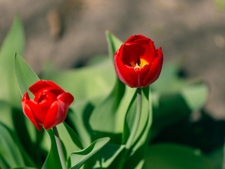 Fototapeta premium Spring red tulips