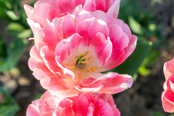 Picturesque pink coral tulips fresh flowers at a blurry soft focus background close up bokeh