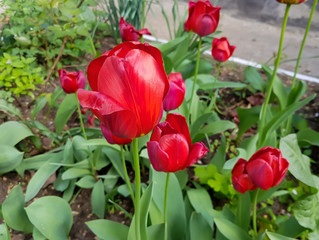 red tulips in the garden