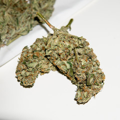 Big full on trichomes marijuana buds on the white background close-up.