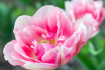 Picturesque pink coral tulips fresh flowers at a blurry soft focus background close up bokeh